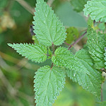 nettles photo